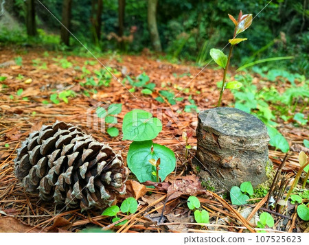 秋季森林中的松果、小樹樁和小樹枝 107525623