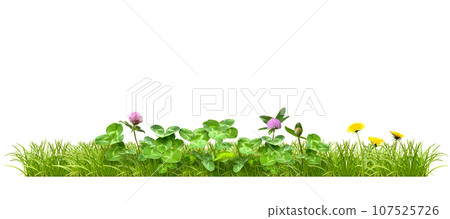 Clover, red clover, and dandelion in the field (transparent background) Clover, red clover, and dandelion in the field (transparent background) 107525726