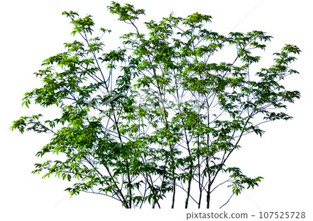 Cool tree cutout (background transparent) 107525728