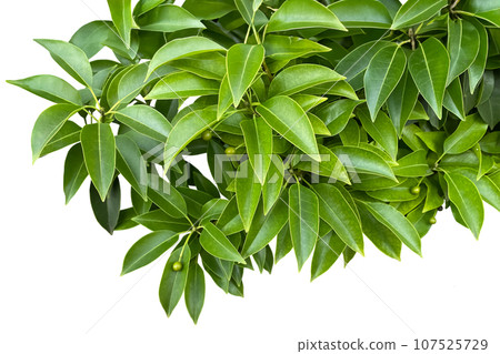 Clippings of lush Soyogo leaves and still green fruit (transparent background) 107525729