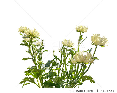 White ranunculus flower cutout (transparent background) 107525734