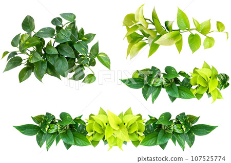 4 types of pothos cutouts (background transparent) 107525774