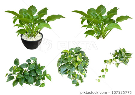 美麗的玉簪和綠蘿綠葉剪報（透明背景） 107525775