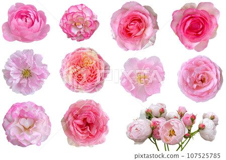 Close-up of pink roses (transparent background) Close-up of pink roses (transparent background) 107525785