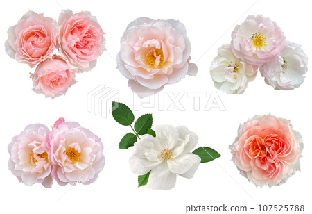 Close-up of beautiful roses (transparent background) 107525788
