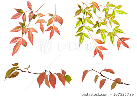 紅葉剪紙（透明背景） 107525789