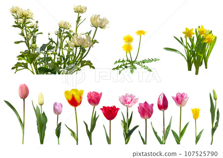 Colorful tulips, yellow dandelions, daffodils, and white ranunculus cutouts (transparent background) 107525790