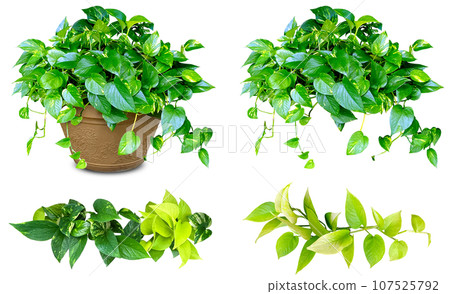 Cutting material of pothos, a foliage plant (transparent background) 107525792