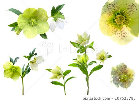 A cutout of a beautifully blooming yellow-green Christmas rose (transparent background) 107525793