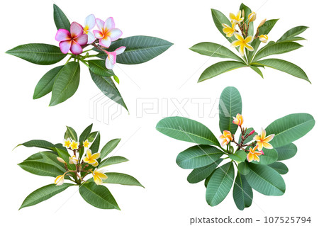 Cutout of plumeria flowers that have begun to bloom (transparent background) 107525794