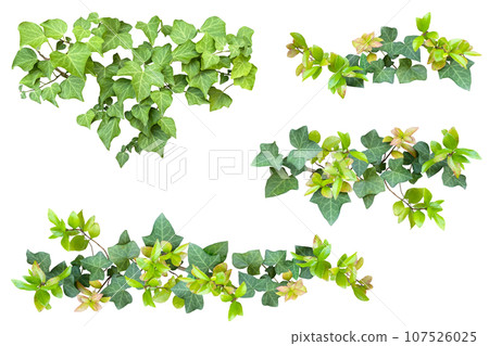 Assortment of ivy leaf cutouts (transparent background) 107526025