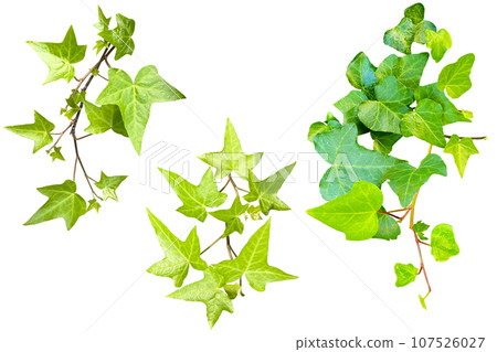 Assortment of ivy leaf cutouts (transparent background) Assortment of ivy leaf cutouts (transparent background) 107526027