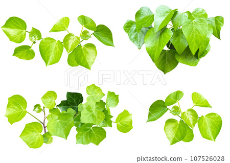 Assortment of ivy leaf cutouts (transparent background) Assortment of ivy leaf cutouts (transparent background) 107526028