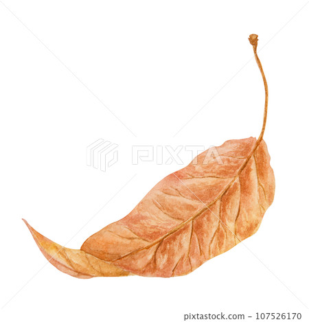 Dried brown leaf. Watercolor hand drawn illustration of forest plant element. Floral realistic clip art for eco goods, natural herbal medicine, healthy tea, homeopatic remedies, p lables, prints 107526170