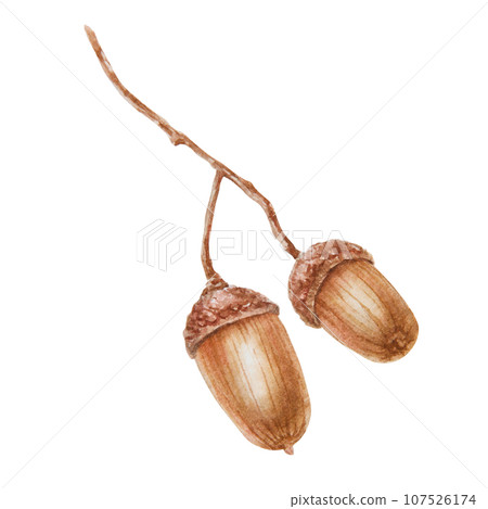 Oak acorn. Watercolor hand drawn botanical realistic illustration. Good luck symbol for card, decor, invitation for Thanksgiving, autumn holiday, Halloween, prints, textile, lables, eco goods products Oak acorn. Watercolor hand drawn botanical realistic illustration. Good luck symbol for card, decor, invitation for Thanksgiving, autumn holiday, Halloween, prints, textile, lables, eco goods products 107526174