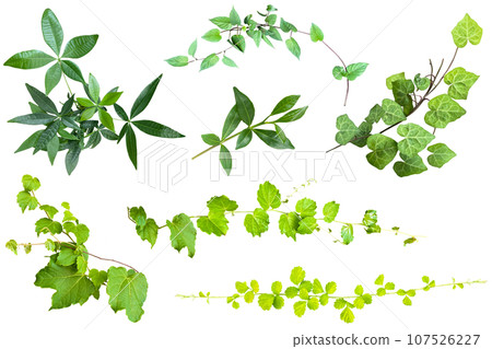 Cutting out leaves such as ivy (background transparent) 107526227