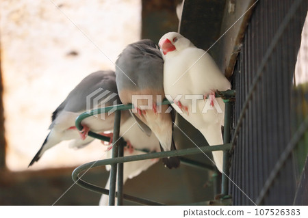 Java sparrows huddle together Java sparrows huddle together 107526383