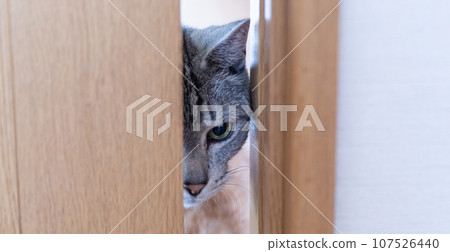 A cat peeking through the gap in the door A mackerel cat 107526440