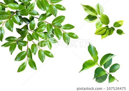 Leaf cutout (background transparent) 107526475