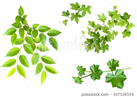 樹葉剪紙（背景透明） 107526554