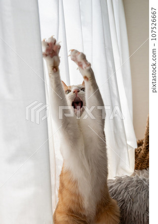 A cat playing with a toy Brown tiger white 107526667