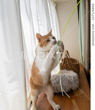 A cat playing with a toy Brown tiger white 107526669