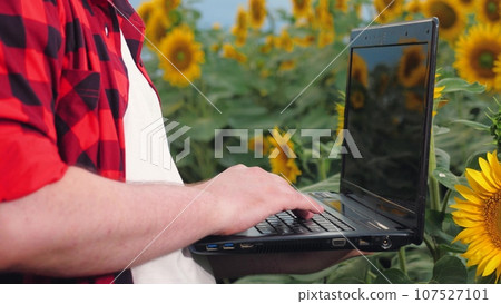 Farmer types and closes laptop working in sunflower field closeup. Farmer grows sunflower plants with computer technology at countryside. Farmer saves data on laptop examining sunflowers field Farmer types and closes laptop working in sunflower field closeup. Farmer grows sunflower plants with computer technology at countryside. Farmer saves data on laptop examining sunflowers field 107527101