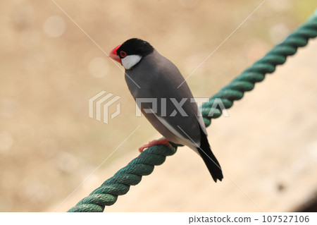 Parallel bird on the rope Parallel bird on the rope 107527106
