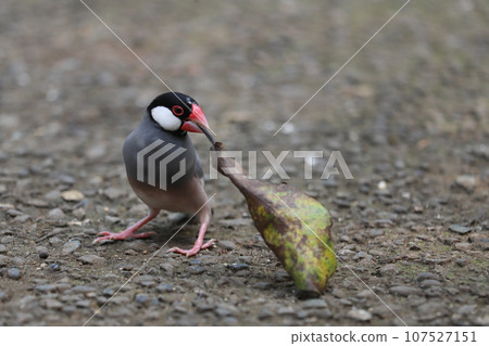 Java sparrow carrying leaves 107527151