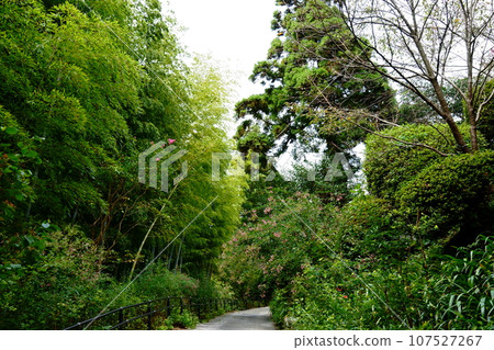 A slope beckoned by clover and bamboo forest 107527267