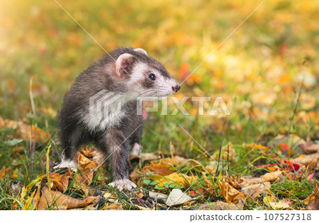 ferret in nature ferret in nature 107527318