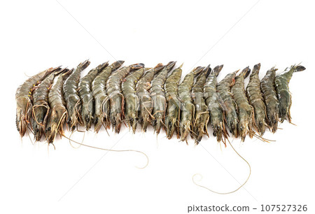 king prawn in studio 107527326