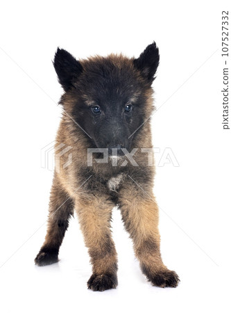 puppy tervueren in studio 107527332