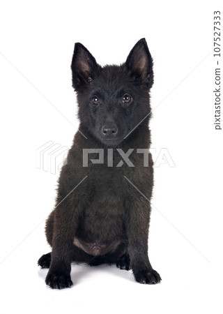 young Schipperke in studio young Schipperke in studio 107527333