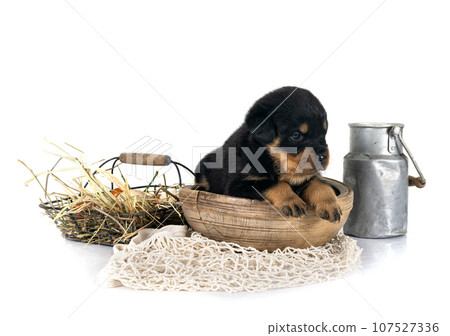 puppy rottweiler in studio 107527336
