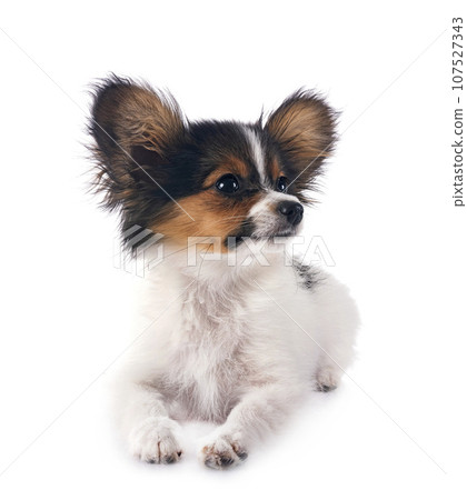 puppy papillon dog in studio 107527343