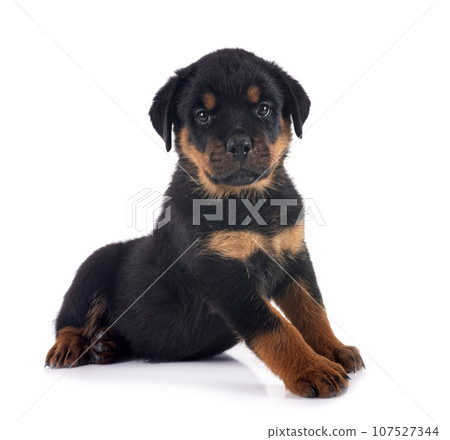 puppy rottweiler in studio puppy rottweiler in studio 107527344