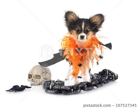 puppy papillon dog in studio puppy papillon dog in studio 107527345