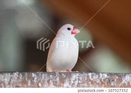White Stone Bird White Stone Bird 107527352