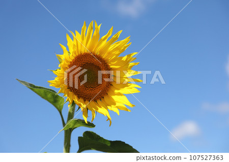 sunflower sunflower 107527363