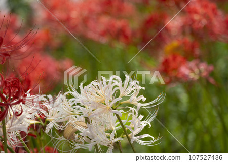 白色簇狀孤挺花 白色簇狀孤挺花 107527486