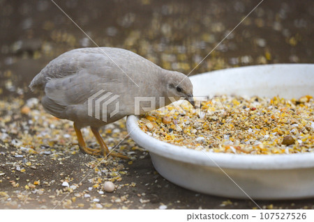 日本鵪鶉凝視著稻米 107527526