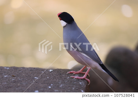 sprawling sparrow sprawling sparrow 107528041
