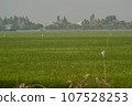 rice field in mekong delta, vietnam 107528253