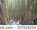 jungle at the mekong river in Vietnam 107528254