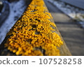 the color yellow, associated with amusement and envy 107528258