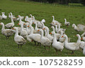 free range geese in agricultural husbandry 107528259