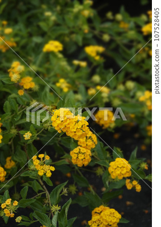 Small cute yellow lantana flowers blooming in autumn Small cute yellow lantana flowers blooming in autumn 107528405