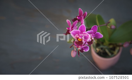 purple orchid flower with dark text space 107528501
