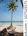 palms at the vietnamese beach 107528575